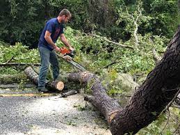  Maypearl, TX Tree Removal Services Pros