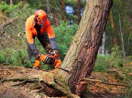 Professional Tree Removal Services in Maypearl, TX