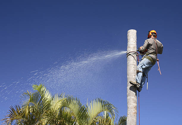 Best Landscape Design and Installation  in Maypearl, TX