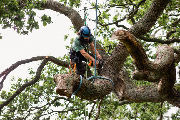 Best Hedge Trimming  in Maypearl, TX