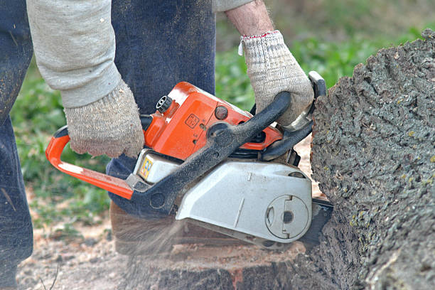 Tree and Shrub Care in Maypearl, TX