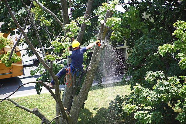 Best Residential Tree Removal  in Maypearl, TX