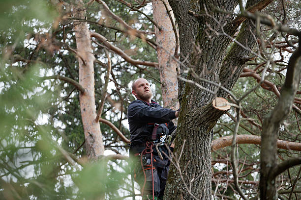 Best Emergency Tree Removal  in Maypearl, TX