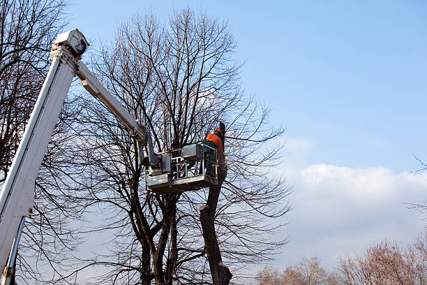 Best Tree Risk Assessment  in Maypearl, TX