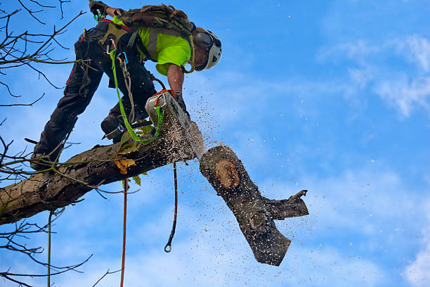 How Our Tree Care Process Works  in  Maypearl, TX